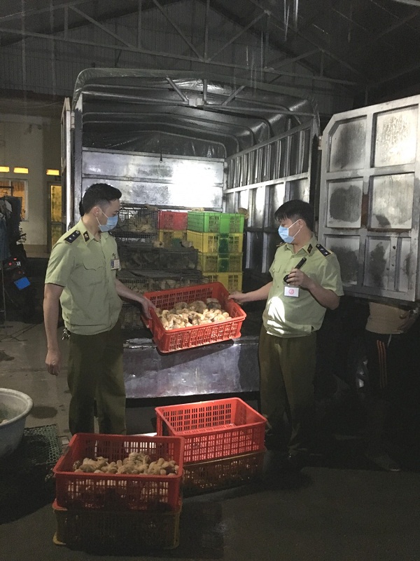 Lạng Sơn: Phát hiện, thu giữ hàng nghìn con gia cầm giống nhập lậu - Hình 1