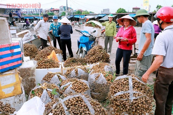 Nhãn lồng Hưng Yên vào mùa bội thu - Hình 10