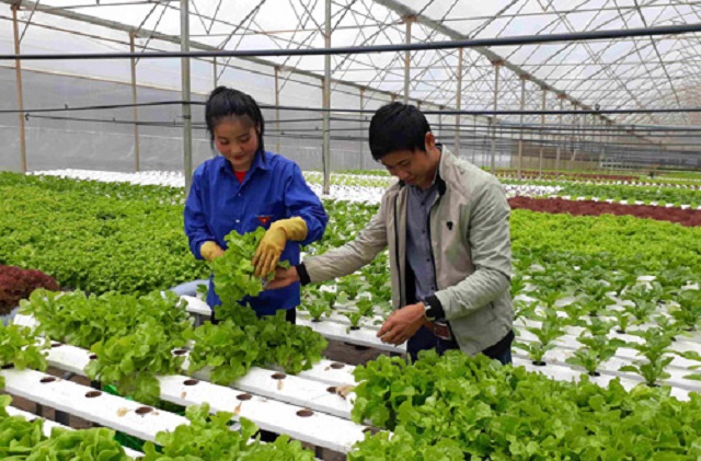 Cả nước chỉ có 12% hợp tác xã hoạt động tốt