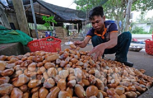 Đồng Nai: Nông dân ồ ạt trồng sầu riêng, tiềm ẩn nhiều nguy cơ cung vượt cầu