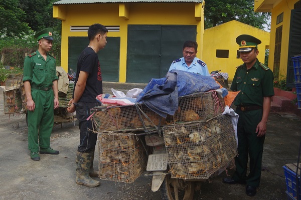 Cao Bằng: Thu giữ 1.400 con gia cầm giống nhập lậu