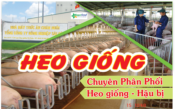 Sagrifood – Nơi cung cấp heo giống uy tín