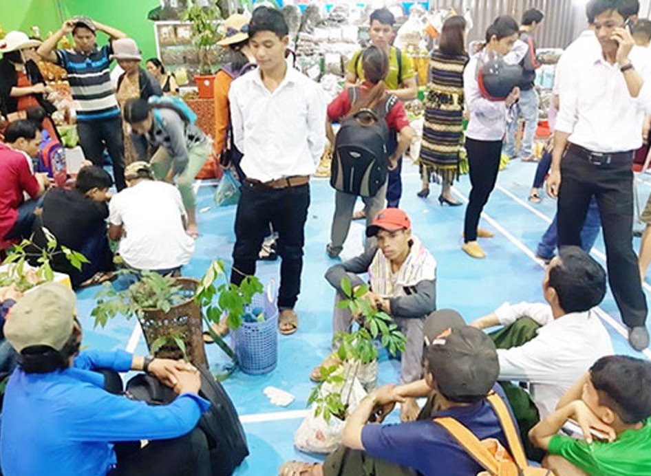 Quảng Nam: Phát triển giá trị sâm Ngọc Linh - hướng đi bền vững