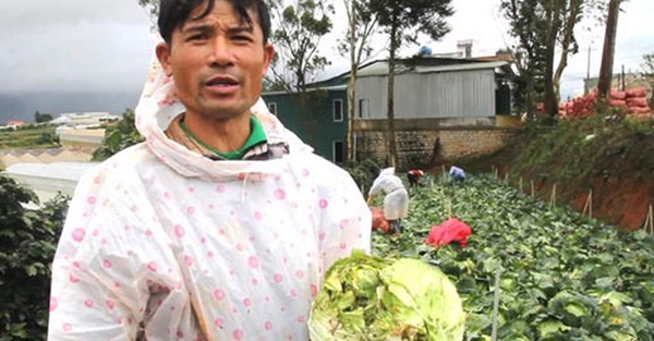 Nông dân Đà Lạt khốn khổ vì bị nông sản Trung Quốc ép giá