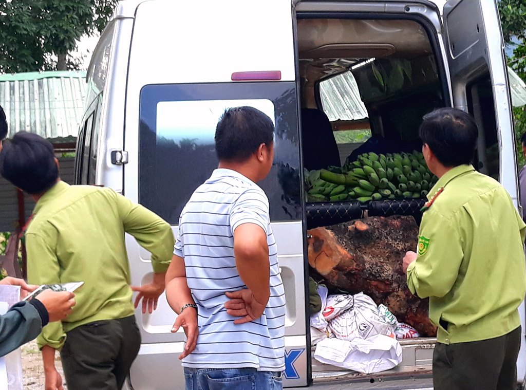 Quảng Nam: Liên tiếp phát hiện nhiều vụ vận chuyển gỗ lậu - Hình 1