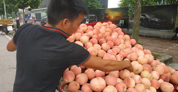 Sự thật về mận, đào “khổng lồ” đóng mác nông sản Sa Pa