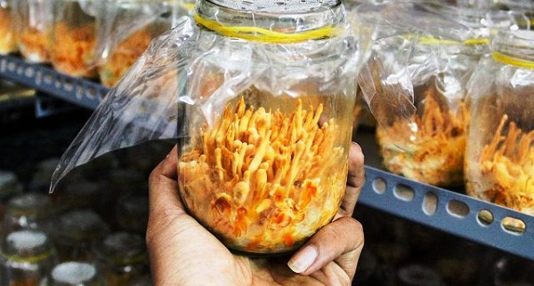 Đông trùng hạ thảo giả tràn lan, vàng thau lẫn lộn