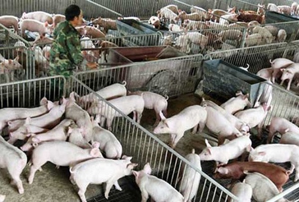 Bộ NN&PTNT ban hành công điện khẩn ngăn chặn dịch tả lợn - Hình 1