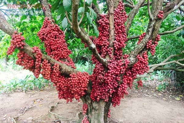 Cận Cảnh Hàng Chục Gốc “Dâu Rừng” Đỏ Rực Tại Gia Lai Hút Mắt Du Khách