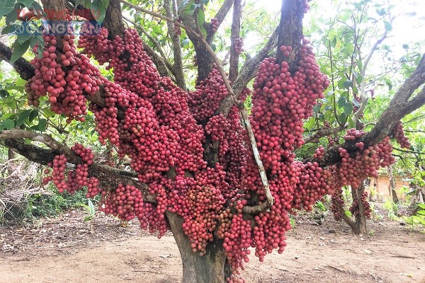 Cận cảnh hàng chục gốc “dâu rừng” đỏ rực tại Gia Lai hút mắt du khách - Hình 2