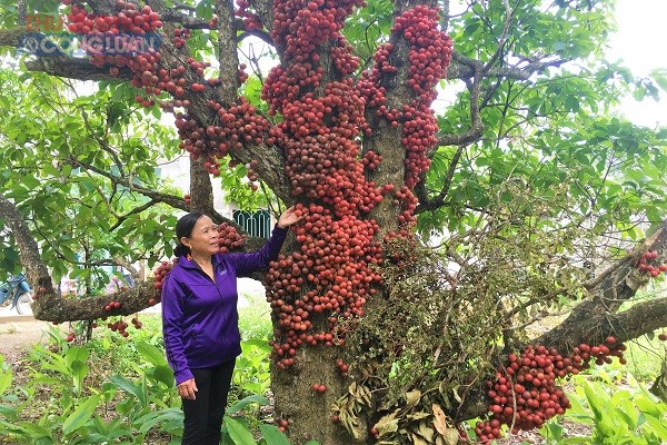 Cận cảnh hàng chục gốc “dâu rừng” đỏ rực tại Gia Lai hút mắt du khách - Hình 3