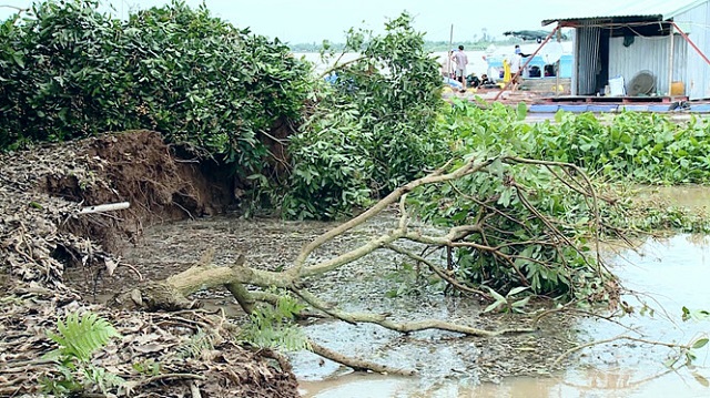 Vĩnh Long: Đoạn đê bao dài 200m trôi xuống sông, nhiều vườn cây của người dân ngập trong nước