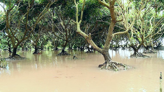 Vĩnh Long: Đoạn đê bao dài 200m trôi xuống sông, nhiều vườn cây của người dân ngập trong nước - Hình 2