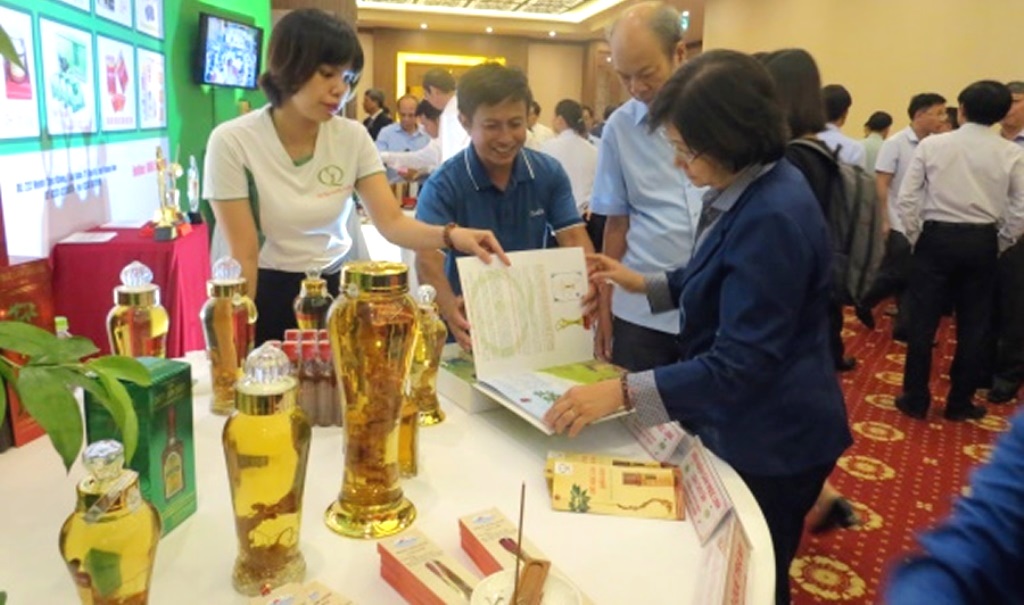 Quảng Nam: Cần phát huy tiềm năng cây sâm Ngọc Linh