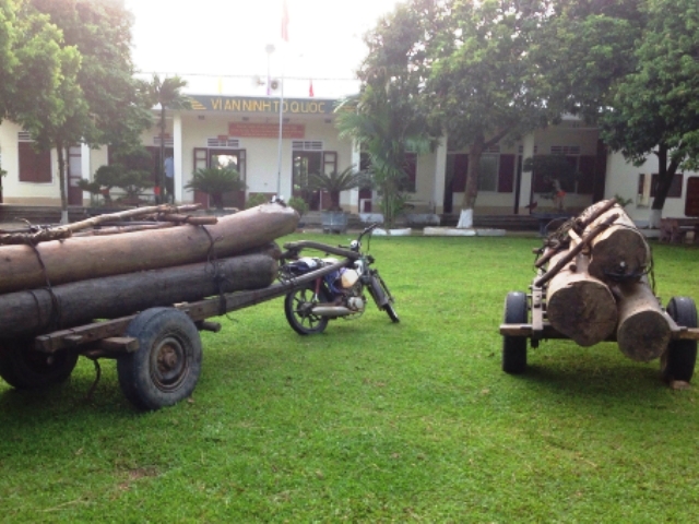 Nghệ An: Dùng xe kéo thô sơ vận chuyển gỗ trái phép - Hình 1