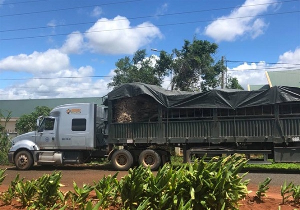 Đắk Lắk: Bắt giữ xe đầu kéo chở cây đa “Khủng”