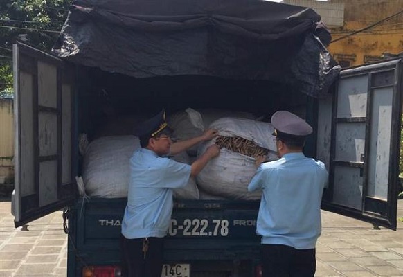 Hải quan Quảng Ninh: Bắt giữ xe tải chở gần 1 tấn củ ba kích tươi nhập lậu - Hình 1