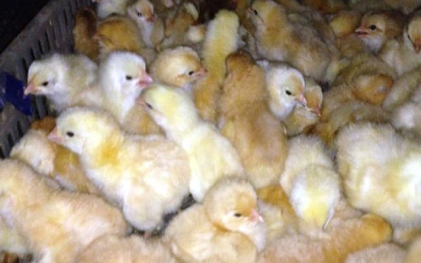 Hải quan Quảng Ninh bắt giữ 17.000 con gà giống xuất xứ Trung Quốc nhập lậu - Hình 1