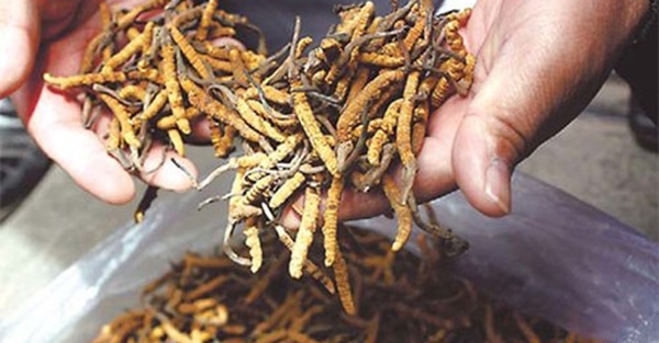 Sự thật về công dụng của loại ‘thần dược’ có giá trị hàng tỷ đồng