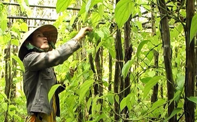 Hậu Giang: Khẩn trương hoàn tất thủ tục đăng ký thương hiệu làng trầu Vị Thủy