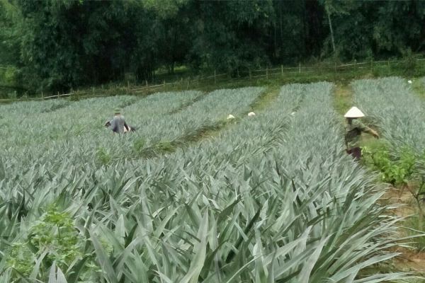 Cây bưởi Diễn và câu chuyện thoát nghèo của người con "xứ Mường"!