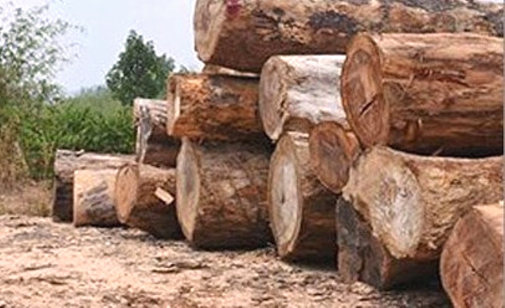 Kon Tum: Điều tra việc gần 90 mét khối gỗ bị mang ra khỏi rừng - Hình 1