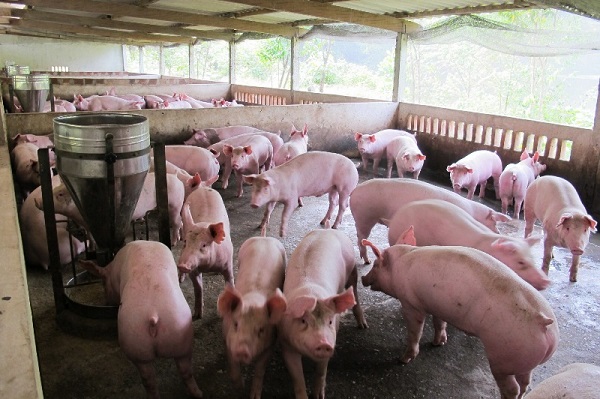 Ngăn chặn bệnh dịch tả lợn châu Phi xâm nhiễm vào Việt Nam - Hình 1