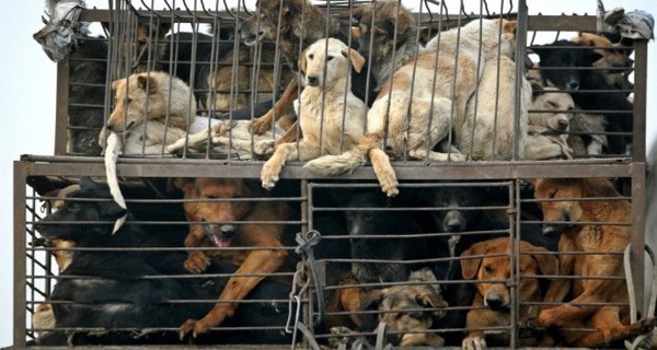 Hà Nội: Từ 2021 các quận nội thành sẽ không kinh doanh thịt chó, mèo - Hình 1