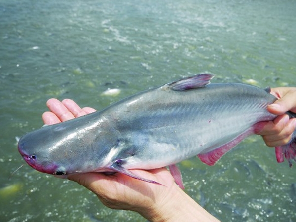 FSIS: Công nhận hệ thống kiểm tra cá da trơn ở Việt Nam