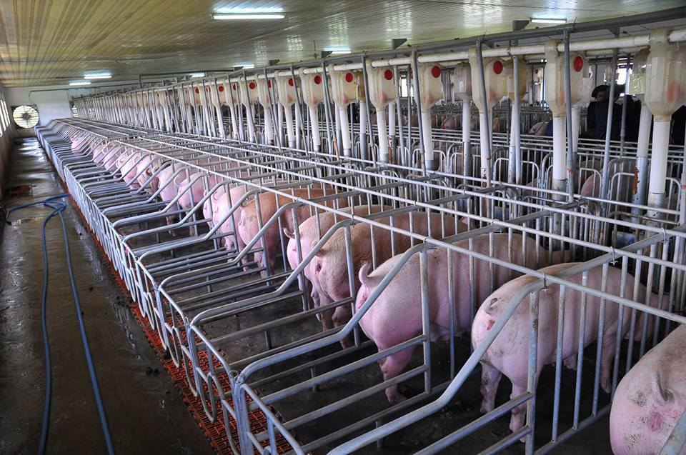 Xí nghiệp chăn nuôi heo Phước Long – Nơi cung cấp heo giống, heo thịt chất lượng