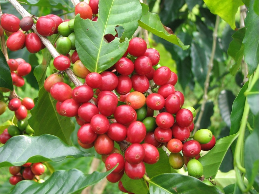 Giá nông sản 18/9: Cà phê tiếp tục giảm, tiêu trở lại mốc 50.000 đ/kg - Hình 1