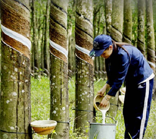 Cao su Đồng Phú chuẩn bị chia cổ tức đợt 3/2017 bằng tiền mặt, tỷ lệ 30%