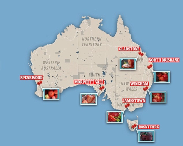Úc ban hành lệnh trừng phạt sau khi phát hiện kim khâu trong dâu tây - Hình 3