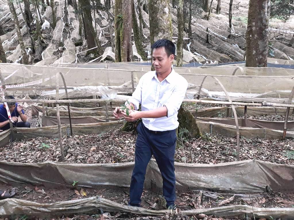 Thăm “Nữ hoàng” sâm Ngọc Linh