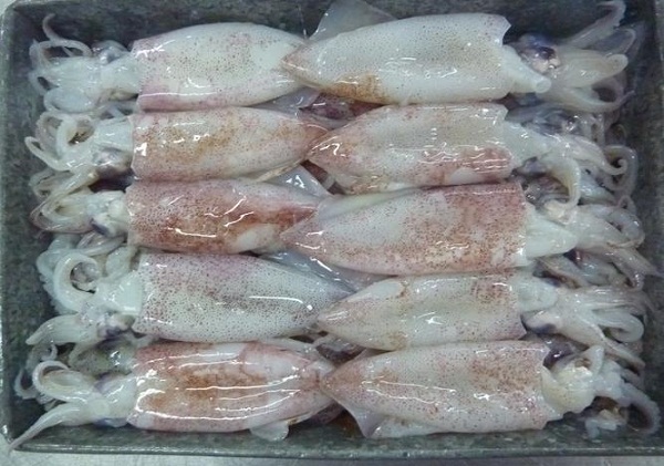 Thái Bình: Bắt giữ hơn 1 tấn cá mực đông lạnh nhập lậu - Hình 1