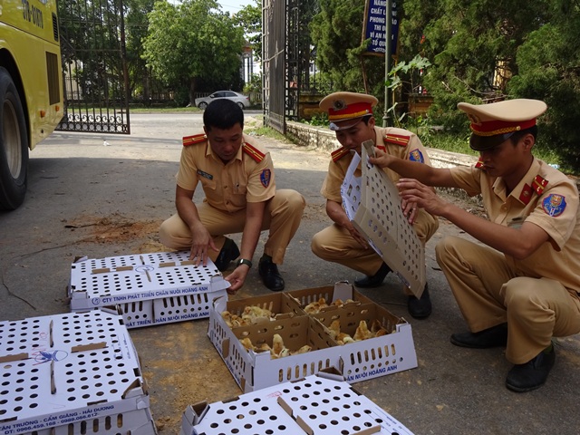 Nghệ An: Hơn 4.800 gà con không rõ nguồn gốc trên xe khách