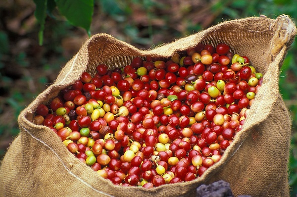 Thị trường nông sản hôm nay: Giá cà phê tăng nhẹ, giá tiêu tăng 1.000 đồng/kg - Hình 1