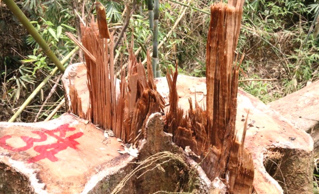 Quảng Nam: Bắt giam 2 cán bộ kiểm lâm - Hình 2