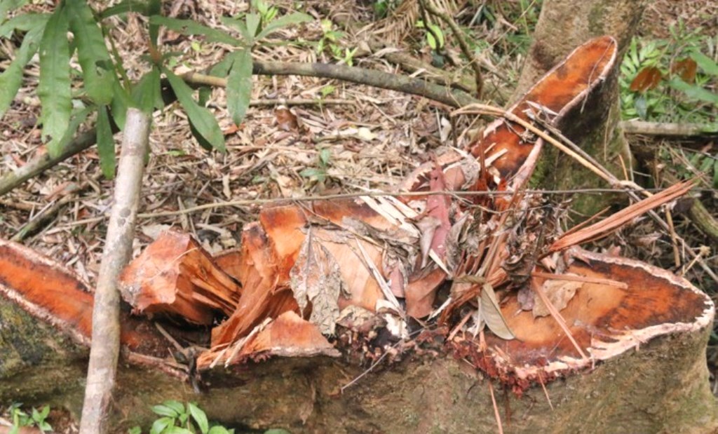 Quảng Nam: Bắt giam 2 cán bộ kiểm lâm - Hình 2