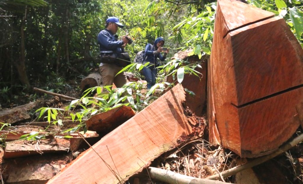 Quảng Nam: Bắt giam 2 cán bộ kiểm lâm - Hình 3