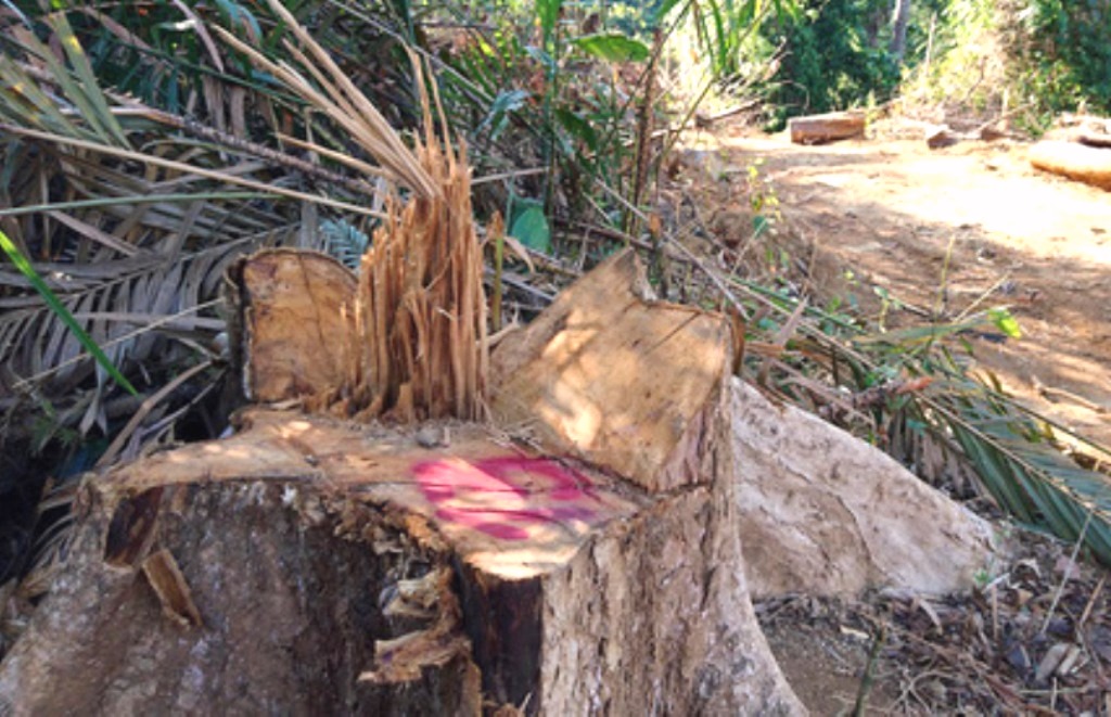 Quảng Nam: Bắt giám đốc doanh nghiệp phá rừng - Hình 1