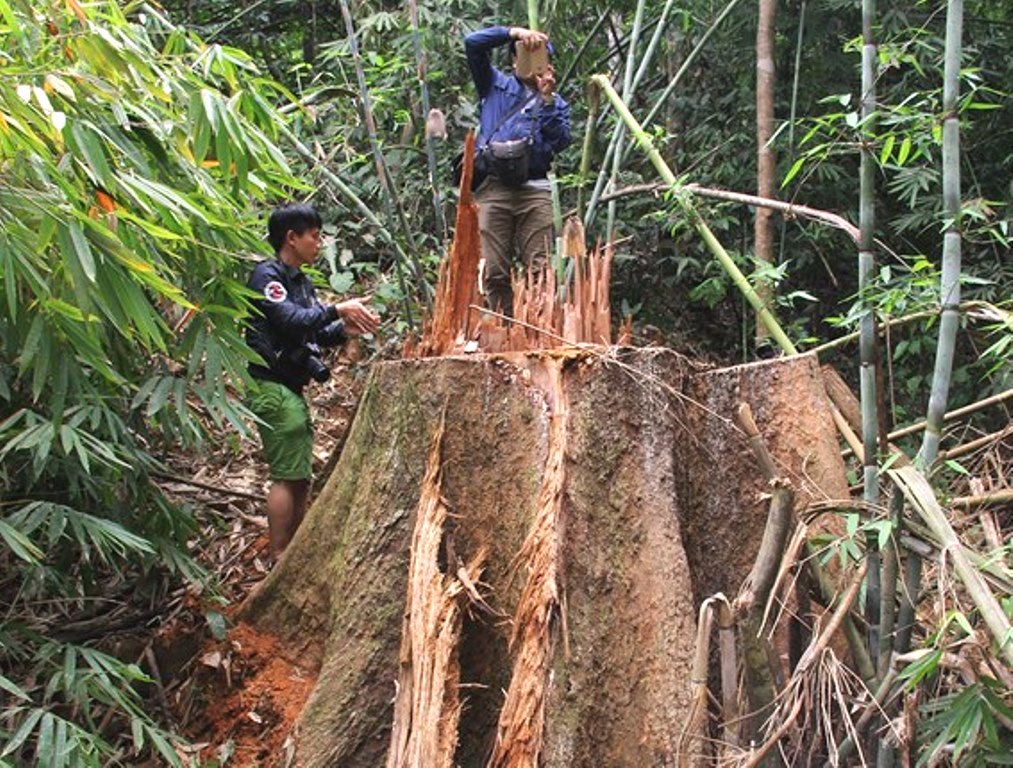 Quảng Nam: Bắt giám đốc doanh nghiệp phá rừng - Hình 2