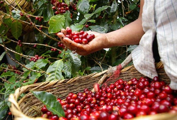 Thị trường nông sản hôm nay (ngày 2/10): Giá cà phê tăng nhẹ, giá tiêu đi ngang - Hình 1