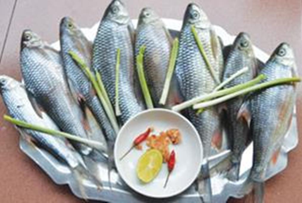 Quảng Nam: Tạo giống và nuôi thương phẩm cá niên - Hình 2