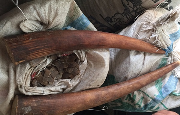 Đà Nẵng: Bắt giữ 8 tấn ngà voi, vảy tê tê nhập lậu 