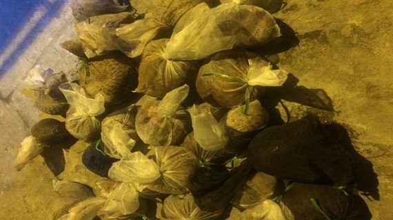 Thanh Hóa: Phát hiện, bắt giữ vụ vận chuyển số lượng lớn động vật hoang dã