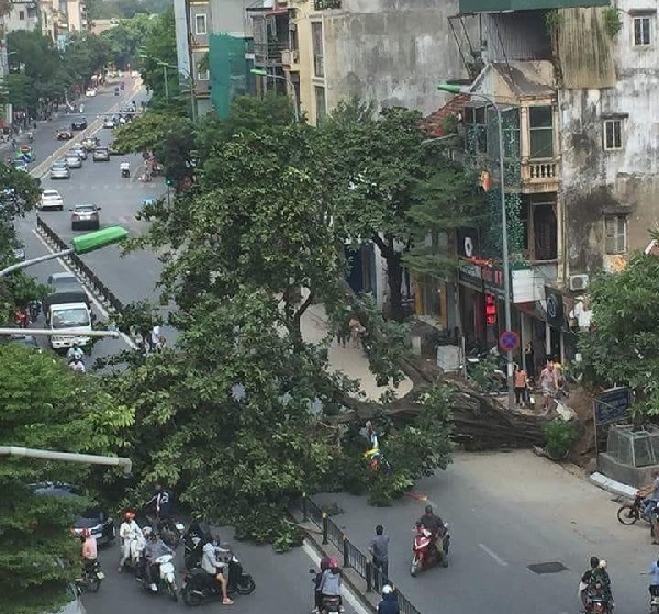 Hà Nội: Cây đa gần 40 năm tuổi bật gốc chắn ngang đường Tôn Đức Thắng - Hình 1