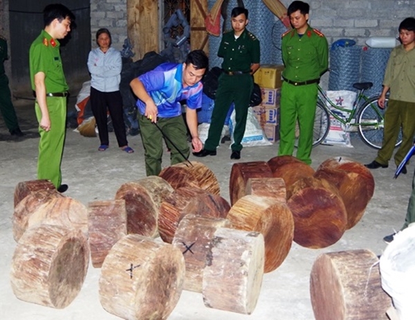 Hà Giang: Mật phục thu giữ 20 cục gỗ Nghiến trái phép - Hình 1