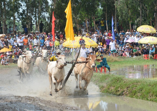 Tập đoàn Tân hiệp phát tài trợ Hội đua bò Bảy Núi lần thứ 25 tại An Giang - Hình 2
