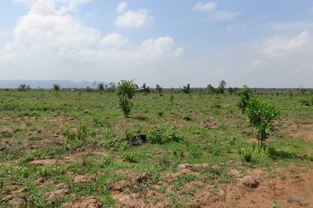 Huyện Lắk (Đắk Lắk): Đề nghị UBND tỉnh thu hồi DA trồng rừng của Tập đoàn giấy Tân Mai - Hình 1